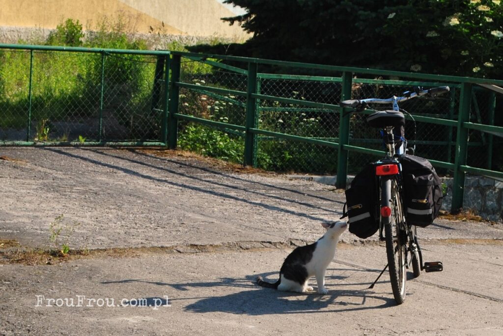 Rower i kot na moście