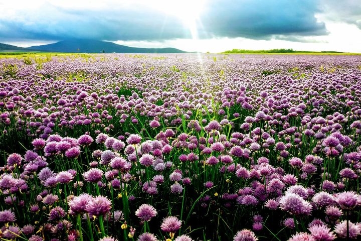 Cebula siedmiolatka pod Wrocławiem