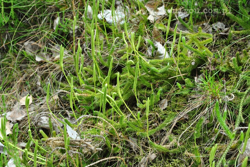 Widłaki - rośliny chronione