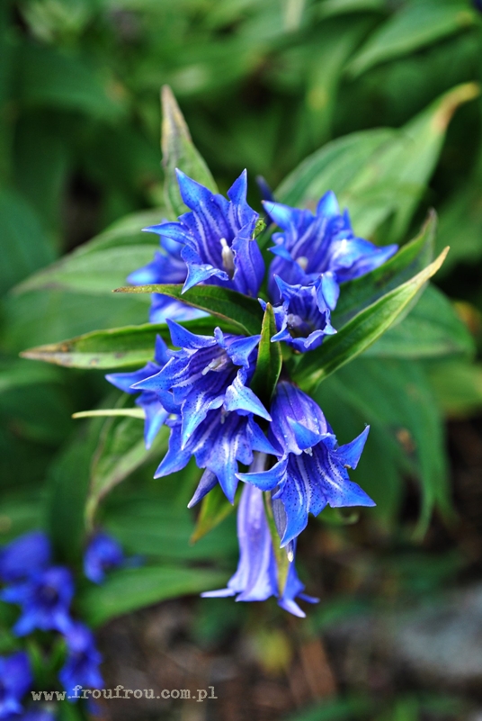 Goryczka trojeściowa