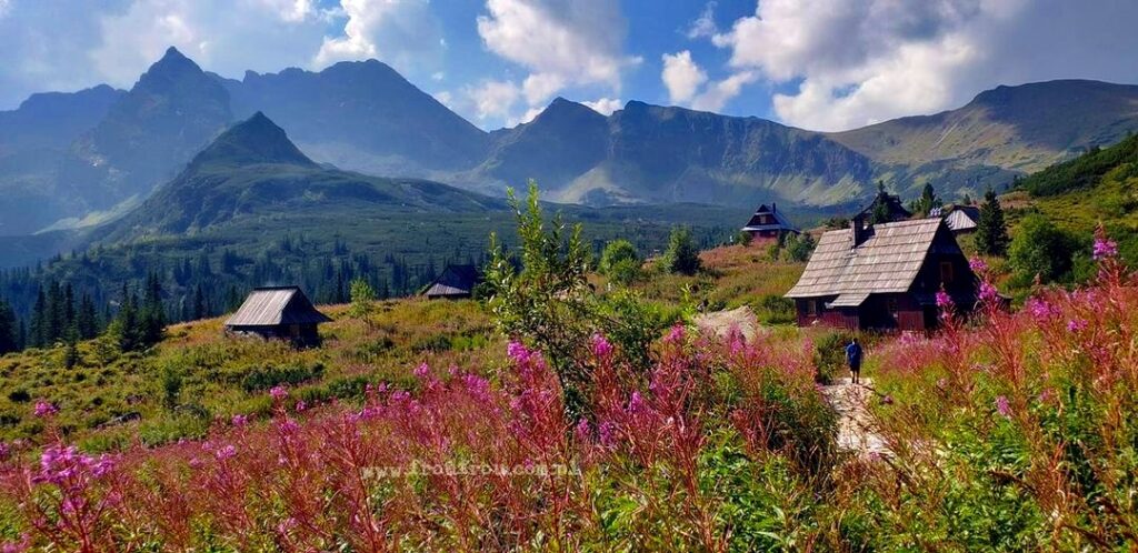 Hala Gąsienicowa z zakwitniętymi łanami wierzbówki kiprzycy