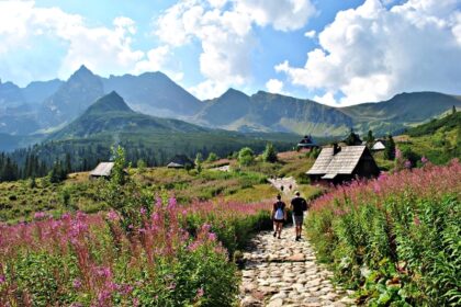 Hala Gąsienicowa w sierpniu w kwitnącą wierzbówką kiprzycą