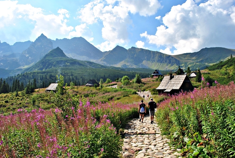 Hala Gąsienicowa w sierpniu w kwitnącą wierzbówką kiprzycą