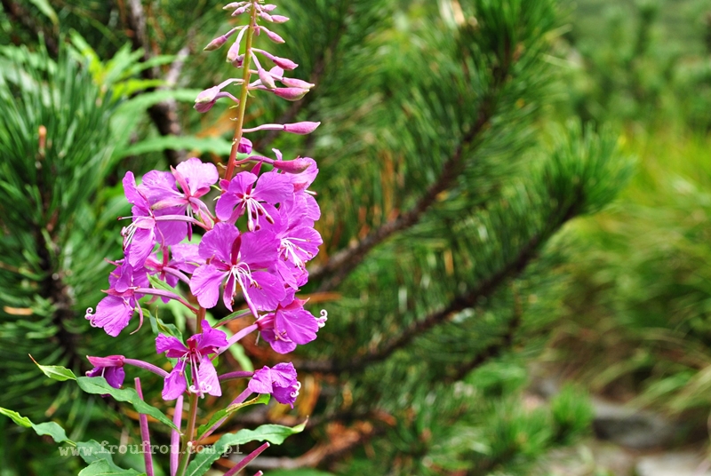 Wierzbówka kiprzyca w pełni kwitnienia