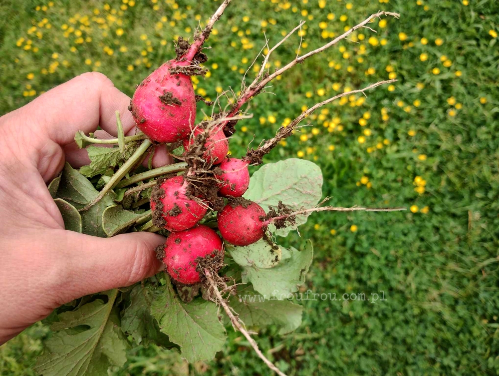 Świeże rzodkiewki prosto z ogrodu