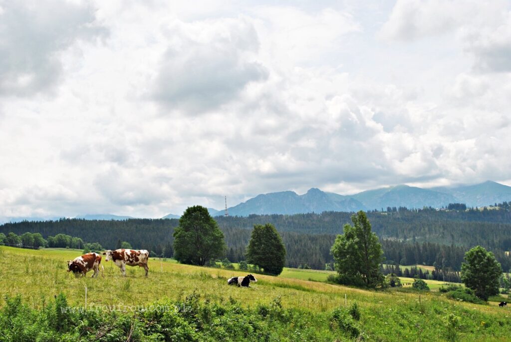 Chochołów, widok na Tatry