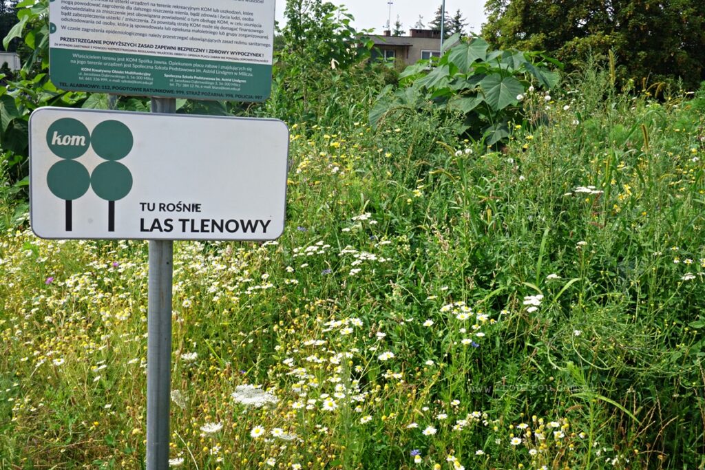 Las tlenowy przy szkole społecznej i mzeum bobki w Miliczu