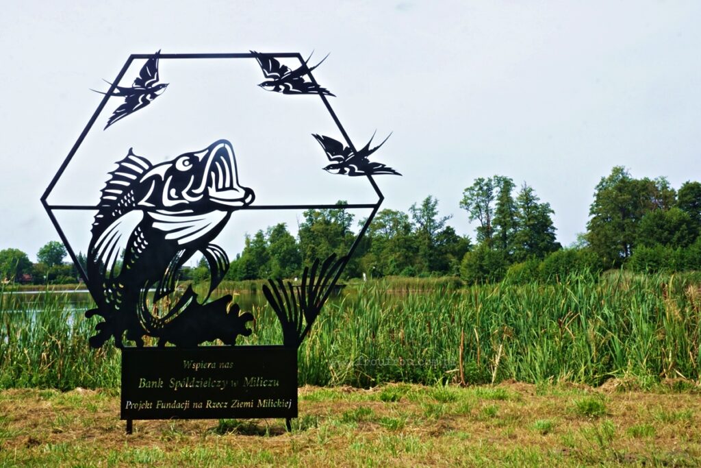 Milicz - miasto karpia