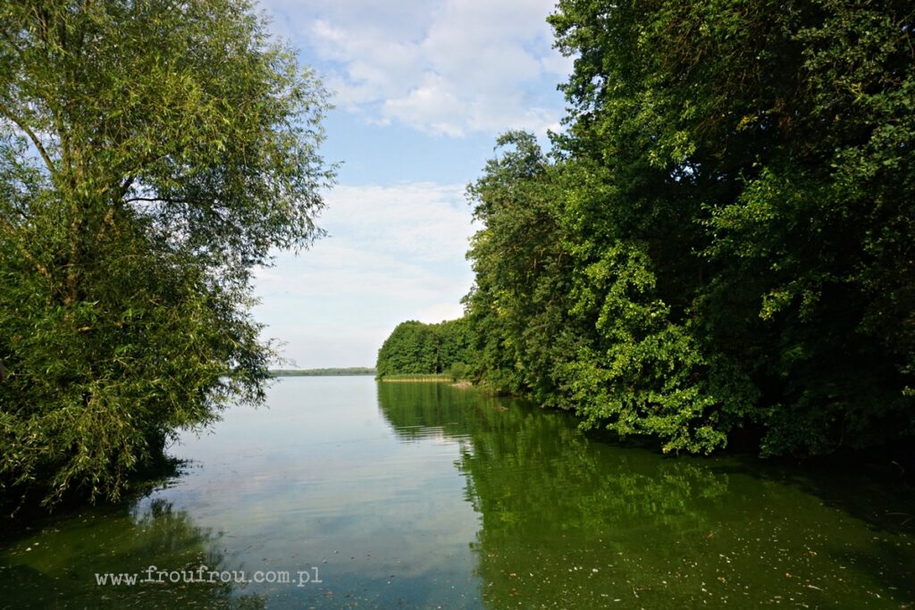 Stawy Milickie na zachód od Milicza