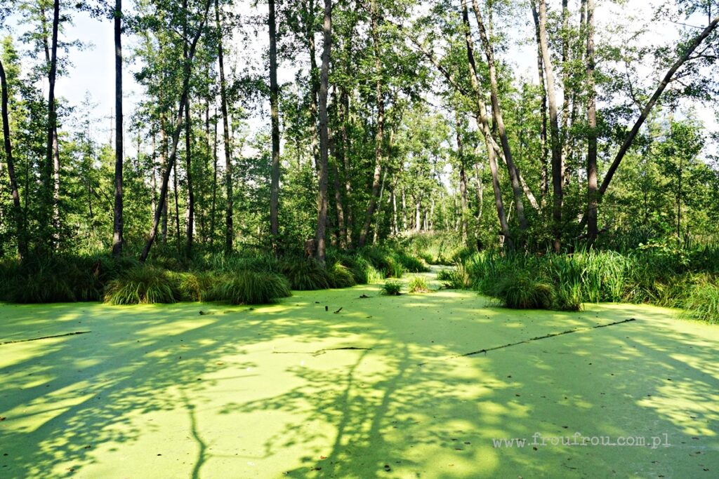 Olszyny Niezgodzkie - Stawy Milickie