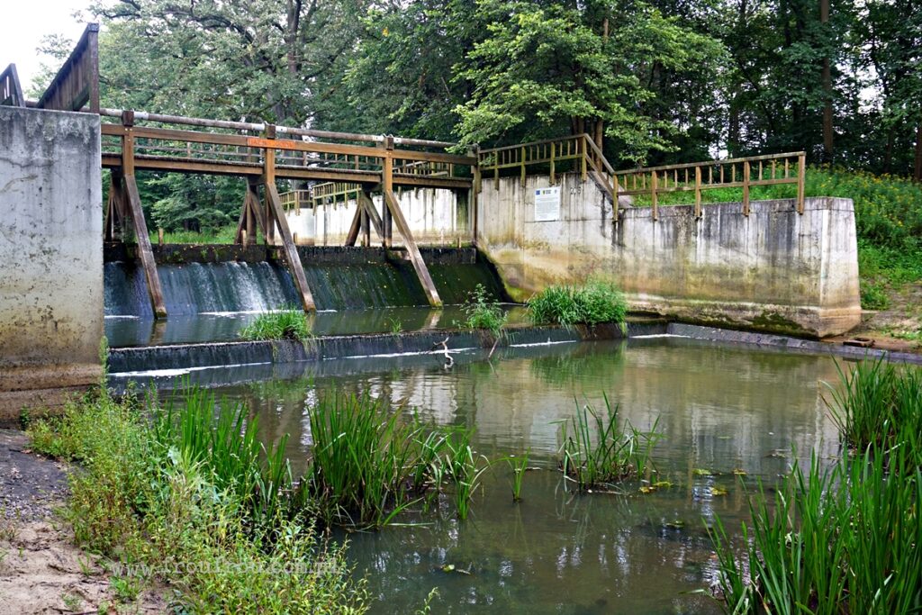 Tama Goringa - Jaz Niezgoda - Stawy Milickie