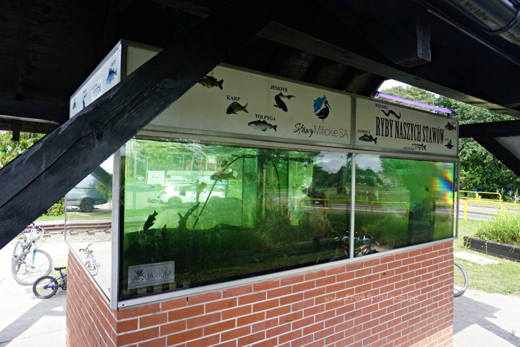 Akwarium ryb Stawów Milickich - Milicz