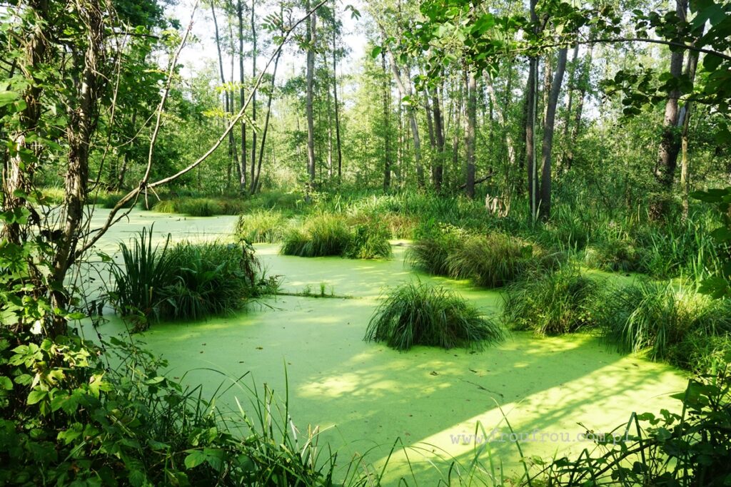 Stawy Milickie - Olszyny Niezgodzkie